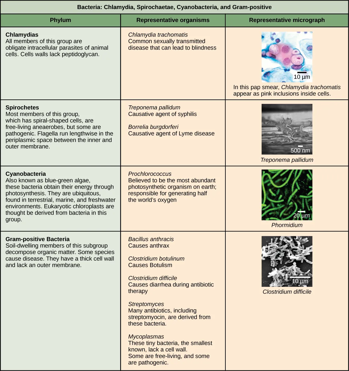This table describes the other four bacterial phyla classes. The first phylum described is chlamydias. All members of this group are obligate intracellular parasites of animal cells. Cells walls lack peptidoglycan. Micrograph shows a pap smear of cells infected with Chlamydia trachomatis. Chlamydia infection is the most common sexually transmitted disease and can lead to blindness. All members of the phylum Spirochetes have spiral-shaped cells. Most are free-living anaerobes, but some are pathogenic. Flagella run lengthwise in the periplasmic space between the inner and outer membrane. Representative species include Treponema pallidum, the causative agent of syphilis and Borrelia burgdorferi, the causative agent of Lyme disease Micrograph shows corkscrew-shaped Trepanema pallidum, about 1 micron across. Bacteria in the phylum Cyanobacteria, also known as blue-green algae, obtain their energy through photosynthesis. They are ubiquitous, found in terrestrial, marine, and freshwater environments. Eukaryotic chloroplasts are thought to be derived from bacteria in this group. The cyanobacterium Prochlorococcus is believed to be the most abundant photosynthetic organism on earth, responsible for generating half the world’s oxygen. Micrograph shows a long, thin rod-shaped species called Phormidium. Gram-positive Bacteria have a thick cell wall and lack an outer membrane. Soil-dwelling members of this subgroup decompose organic matter. Some species cause disease. Representative species include Bacillus anthracis, which causes anthrax; Clostridium botulinum, which causes botulism; Clostridium difficile, which causes diarrhea during antibiotic therapy; Streptomyces, from which many antibiotics, including streptomyocin, are derived; and Mycoplasmas, the smallest known bacteria, which lack a cell wall. Some are free-living, and some are pathogenic. Micrograph shows Clostridium difficile, which are rod-shaped and about 3 microns long.