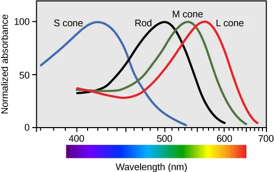 Graph plots normalized absorbance for rods and S, M and L cones against wavelength. For all four cell types, the trend is an approximately bell-shaped curve with a steeper decrease than increase. For S cones the peak absorbance is 420 nanometers. For rods the peak absorbance is 498 nanometers. For M cones the peak absorbance is 534 nanometers. For L cones the peak absorbance is 564 nanometers.