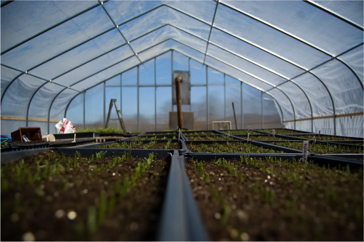 A photo of many seedlings inside of a greenhouse.