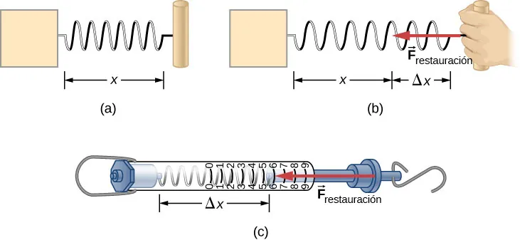 La Figura a muestra una cuerda inalterada de longitud x. La Figura b muestra el resorte estirado por una distancia delta x y una fuerza F restauración que actúa en la dirección opuesta. La Figura c muestra una balanza de resorte. Se hala un gancho unido a un resorte en una dirección. Hay marcas en la balanza de resorte para mostrar cuánto se ha estirado el resorte.