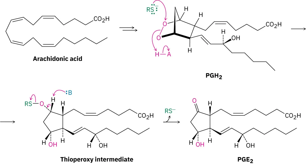 Arachidonic acid converts to P G H 2. This further converts to thioperoxy intermediate that converts to P G E 2. The release of R S negative ion.