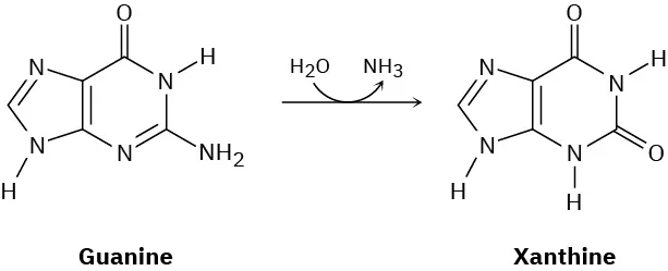 The hydrolysis reaction of guanine involves the formation of xanthine. In the process, ammonia is released.