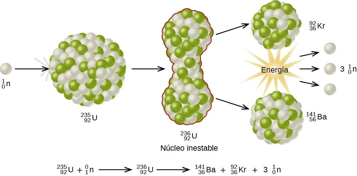 Se muestra un diagrama que tiene una esfera blanca marcada como "superíndice, 1, subíndice 0, n" seguida de una flecha hacia la derecha y una gran esfera compuesta por muchas esferas blancas y verdes más pequeñas marcadas como "superíndice, 235, subíndice 92, U". La esfera única ha impactado en la esfera mayor. Una flecha orientada a la derecha conduce desde la esfera más grande a una colección vertical en forma de mancuerna de las mismas esferas blancas y verdes marcadas como "superíndice, 236, subíndice 92, U, núcleo inestable". Dos flechas orientadas a la derecha conducen desde la parte superior e inferior de esta estructura a dos nuevas esferas que también están compuestas por esferas verdes y blancas y son ligeramente más pequeñas que las otras. La esfera superior está marcada como "superíndice, 92, subíndice 36, K r" mientras que la inferior está marcada como "superíndice, 141, subíndice 56, B a". Entre estas dos esferas se encuentra un patrón de estrellas marcado como "Energía", del que parten tres flechas orientadas a la derecha hacia tres esferas blancas marcadas como "3, superíndice, 1, subíndice 0, n". Una ecuación nuclear balanceada está escrita debajo del diagrama y dice "superíndice, 235, subíndice 92, U, signo más, superíndice, 1, subíndice 0, n, flecha de rendimiento, superíndice, 236, subíndice 92, U, flecha de rendimiento, superíndice, 141, subíndice 56, B a, signo más, superíndice, 92, subíndice 36, K r, signo más, 3, superíndice, 1, subíndice 0, n".