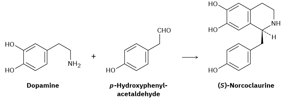 Dopamine reacts with p-hydroxyphenyl-acetaldehyde to yield (S)-norcoclaurine.