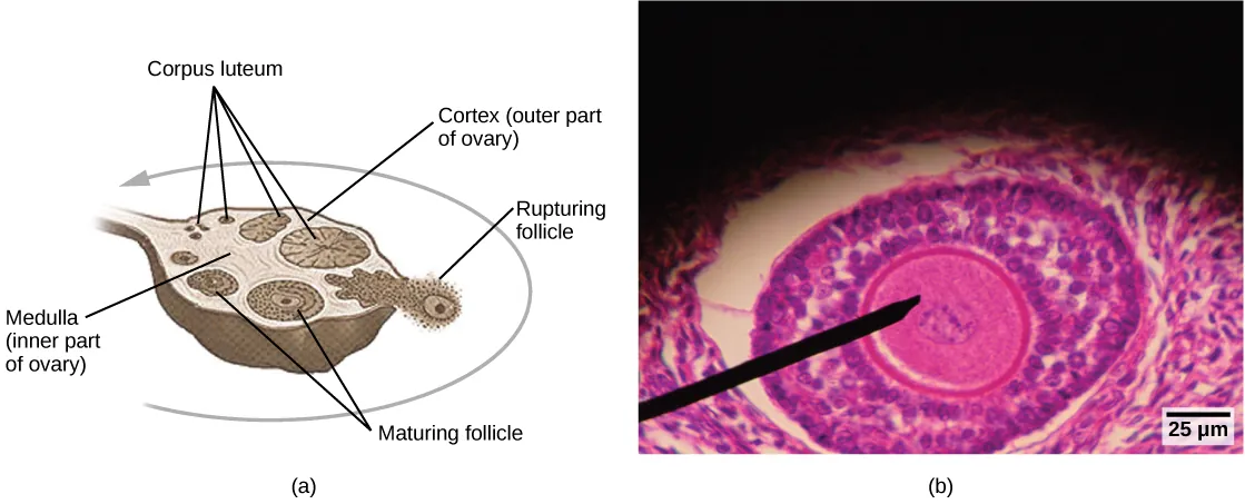Illustration A shows a cross section of a human ovary, which is oval with a stem-like structure at one end that anchors it to the uterus. The central part of the ovary is the medulla, and the outer part is the cortex. Follicles exist in the cortex. Small, immature follicles are located near this stem-like structure. As a follicle matures, it grows and moves toward the edge of the ovary opposite the stem, it ruptures, releasing the egg. The follicle is now called a corpus luteum. The corpus luteum matures and moves back toward the stem, along the opposite edge of the ovary from which the follicle matured. The corpus luteum shrinks and eventually disintegrates. The light micrograph in illustration B shows an oval follicle with a large oocyte located at the center. Around the oocyte are much smaller cells.