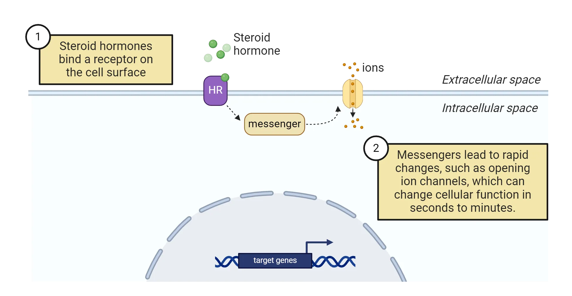 Diagram of a cell showing the membrane, intra/extracellular space and nucleus. 1) Steroid hormones bind a receptor on the cell surface. 2) Messengers lead to rapid changes, such as opening ion channels, which can change cellular function in seconds to minutes.