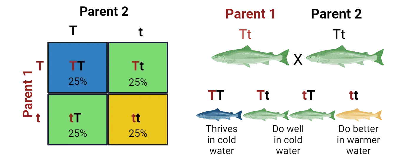 Left: A Punnett square showing Tt x Tt as a 2x2 square. Resulting offspring are 25% each: TT, Tt, Tt, tt. Right: Same parental crossing shown as fish color coded to reveal temperature preference. TT thrives in cold water. Tt does well in cold water. tt does better in warmer water.