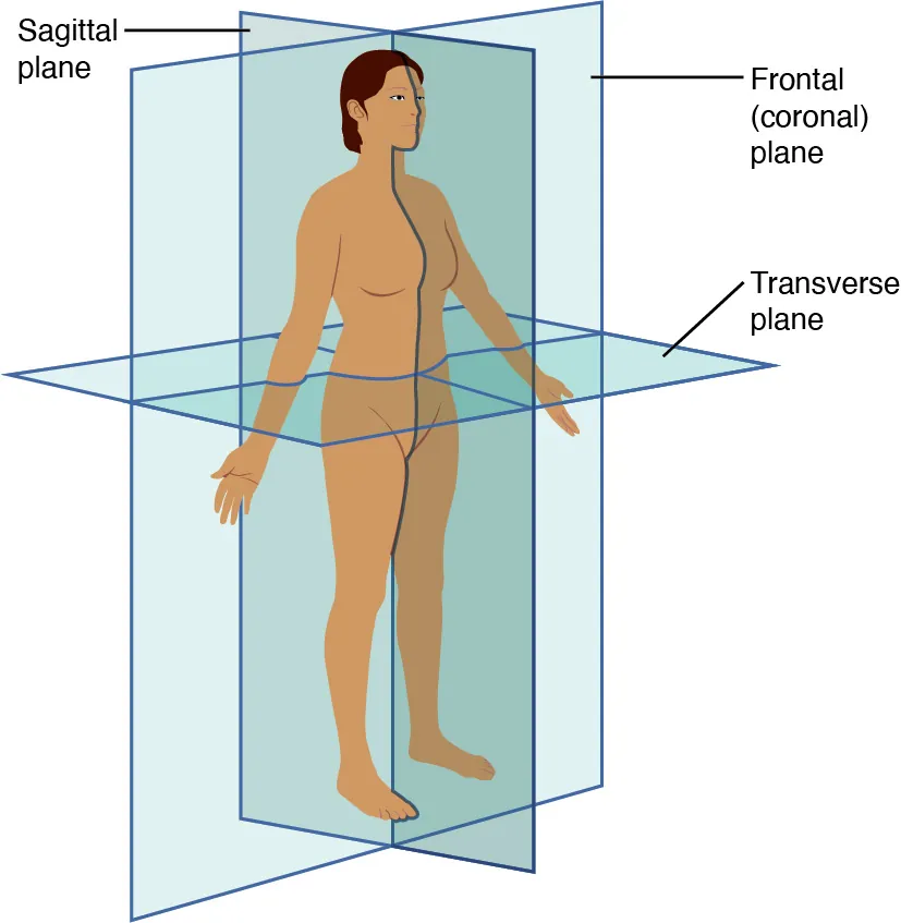 This illustration shows a female viewed from her right, front side. The anatomical planes are depicted as blue rectangles passing through the woman’s body. The frontal or coronal plane enters through the right side of the body, passes through the body, and exits from the left side. It divides the body into front (anterior) and back (posterior) halves. The sagittal plane enters through the back and emerges through the front of the body. It divides the body into right and left halves. The transverse plane passes through the body perpendicular to the frontal and sagittal planes. This plane is a cross section which divides the body into upper and lower halves.