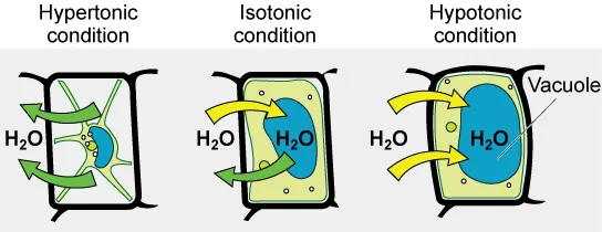 The left part of this image shows a plant cell bathed in a hypertonic solution so that the plasma membrane has pulled away completely from the cell wall, and the central vacuole has shrunk. Water moves out of the plant cell. The middle part shows a plant cell bathed in an isotonic solution; the plasma membrane has pulled away from the cell wall a bit, and the central vacuole size is unchanged. Water moves both in and out of the plant cell. The right part shows a plant cell in a hypotonic solution. The central vacuole is large, and the plasma membrane is pressed against the cell wall. Water is moving into the plant cell.