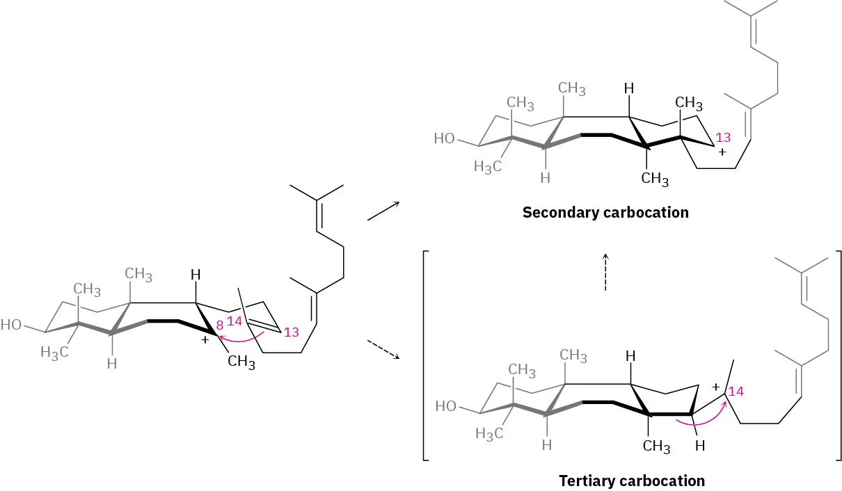 The intermediate generated at the second step of oxidation of (3 S)-2,3-oxidosqualene forms tricyclic secondary and tertiary carbocations.