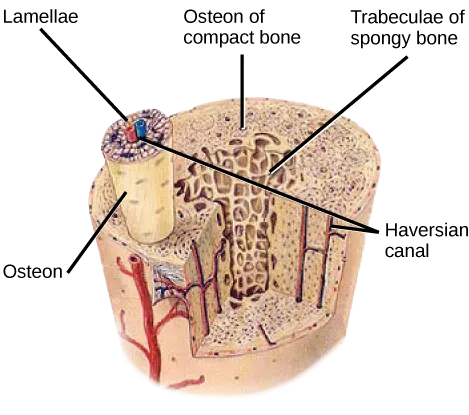 Illustration shows a cross-section of a bone. The compact outer part of the bone is made up of cylindrical osteons that run its length. Each osteon is made up of a matrix of lamellae that surround a central Haversian canal. Arteries, veins and nerve fibers run through the Haversian canals. The spongy inner bone consists of porous trabeculae.