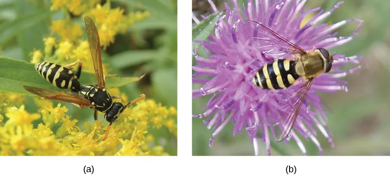 Photos A and B show what appears to be virtually identical looking wasps, but B is actually a harmless hoverfly.