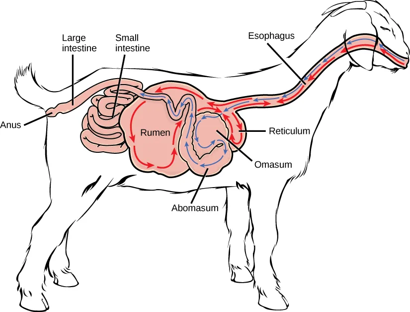 Illustration shows the digestive system of a goat. Food passes from the mouth, through the esophagus and into the rumen. It circulates through the rumen, then moves forward, and down into the small, pouch-shaped reticulum. From the reticulum the food, which is now cud, is regurgitated. The animal chews the cud, and then swallows it into the coiled omasum, which sits between the reticulum and the rumen. After circulating through the omasum the food passes onto the fourth stomach, the abomasum, where it is digested by enzymes. The food then enters the small intestine, then the large intestine. Waste is excreted through the anus.
