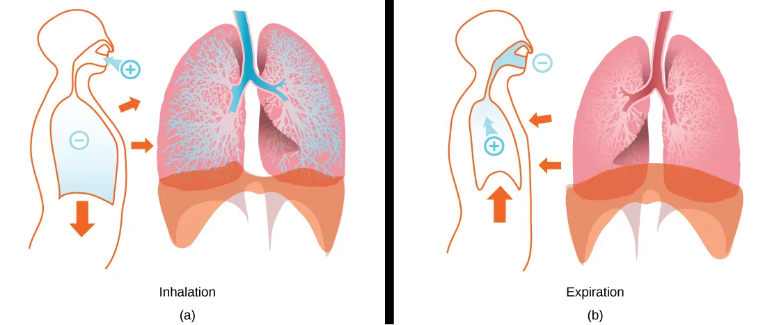 Part a shows expanded lungs with alveoli filled with air during inhalation. The diaphragm is pulled downward, and the muscles of the chest wall are pulled outward. Part b shows collapsed lungs during expiration. The diaphragm is pushed upward, and the chest cavity muscles are pushed inward.