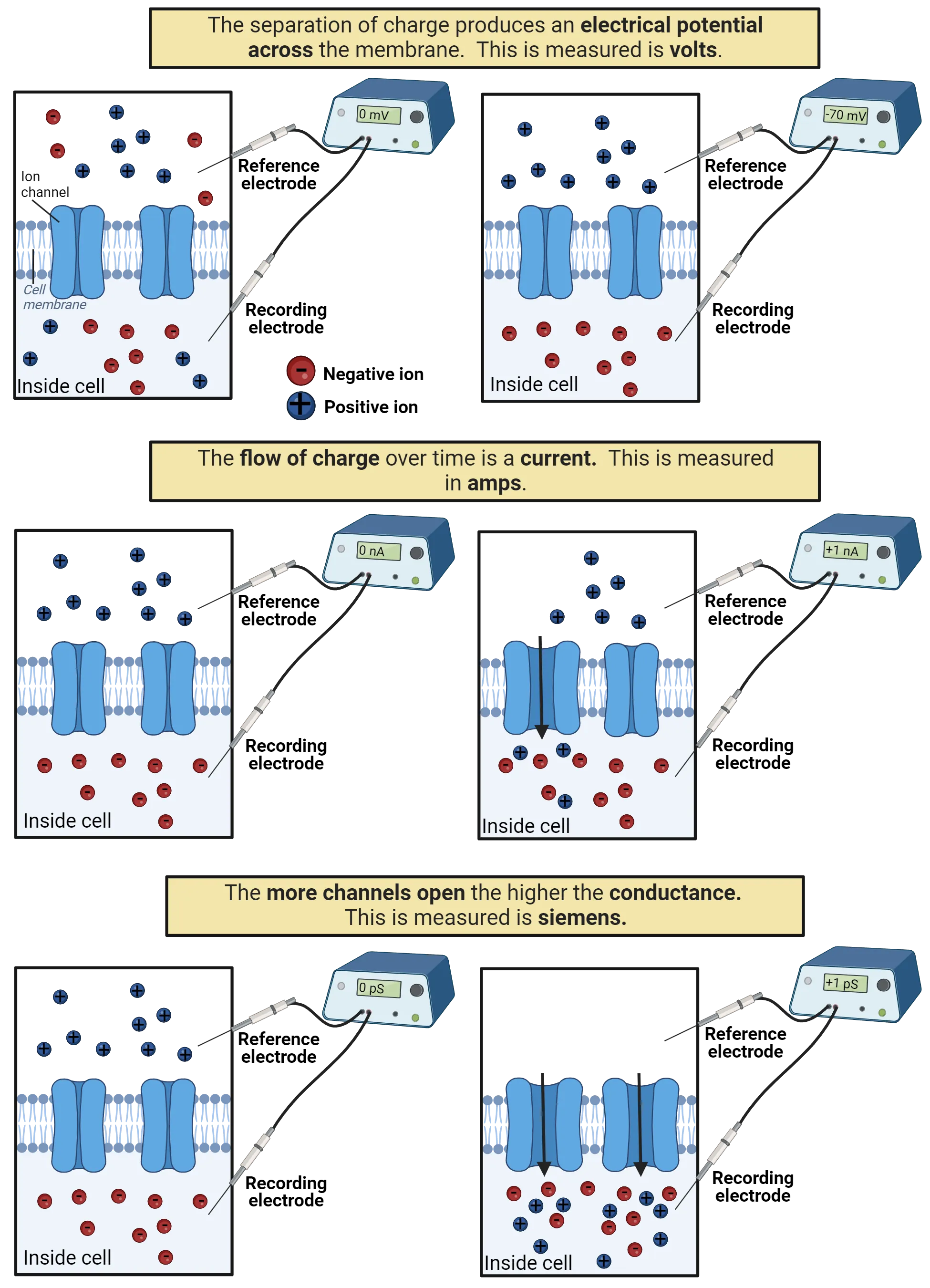 2x3 diagram: Top: Diagram of reference and recording electrodes placed outside and inside a cell membrane. Ions are shown inside and outside the cell. Right shows no charge separation. Left shows net negative charge inside the cell. Middle: Diagram of reference and recording electrodes placed outside and inside a cell membrane. Ions are shown inside and outside the cell. Right shows no flow of ions. Left shows net positive ion flow into the cell. Bottom: Diagram of reference and recording electrodes placed outside and inside a cell membrane. Ions are shown inside and outside the cell. Right shows no flow of ions. Left shows net positive ion flow into the cell.