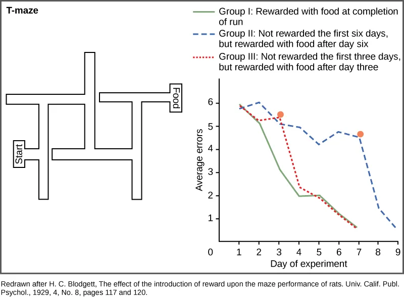 A diagram shows a rat maze that has several turns and dead ends. Next to this maze is a graph showing the average error of the rats navigating the maze plotted versus the day of the experiment. Rats that are rewarded at the end of each run learn the maze quickly, and the number of errors they make in navigating the maze rapidly drops from six on day one to one on day eleven. Rats that are not rewarded on the first two days but are rewarded from day three learn the maze slowly at first, but quickly after the reward is present. Rats that are not rewarded on the first six days but are rewarded starting at day seven gradually reduce the number of errors over the first six days, but rapidly reduce their errors after a reward is present.