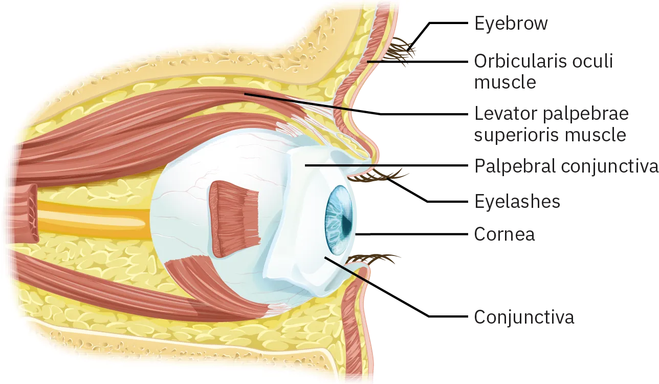A diagram shows the external ocular structures of the eye. They include eyebrows, orbicularis oculi muscle, levator palpebrae superioris muscle, palpebral conjunctiva, eyelashes, cornea, and conjunctiva.