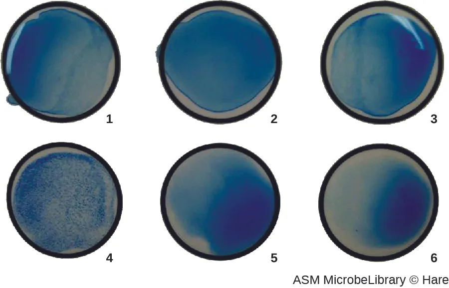Photo of 6 wells. Well 4 has blue spots. All the other wells have a clear blue color.