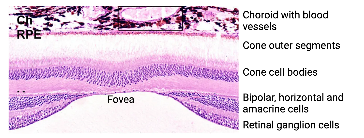 Microcopy image of a cross-section of retina at the fovea. The layers of cell bodies that align stacked in front of the photoreceptor layer are seen to be pushed to the sides in the center, leaving the photoreceptors directly exposed to the direction from which light would come.