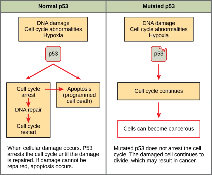 Part a: This illustration shows cell cycle regulation by normal p53, which arrests the cell cycle in response to DNA damage, cell cycle abnormalities, or hypoxia. Once the damage is repaired, the cell cycle restarts. If the damage cannot be repaired, apoptosis (programmed cell death) occurs. Part b: Mutated p53 does not arrest the cell cycle in response to cellular damage. As a result, the cell cycle continues, and the cell may become cancerous.