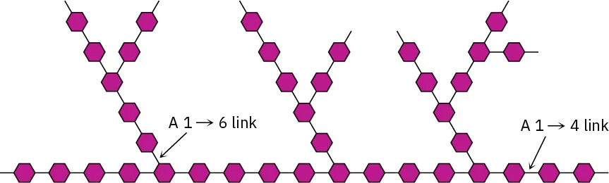 Structural representation of glycogen which is a polysaccharide. The structure is highly branched and has numerous glucose units.