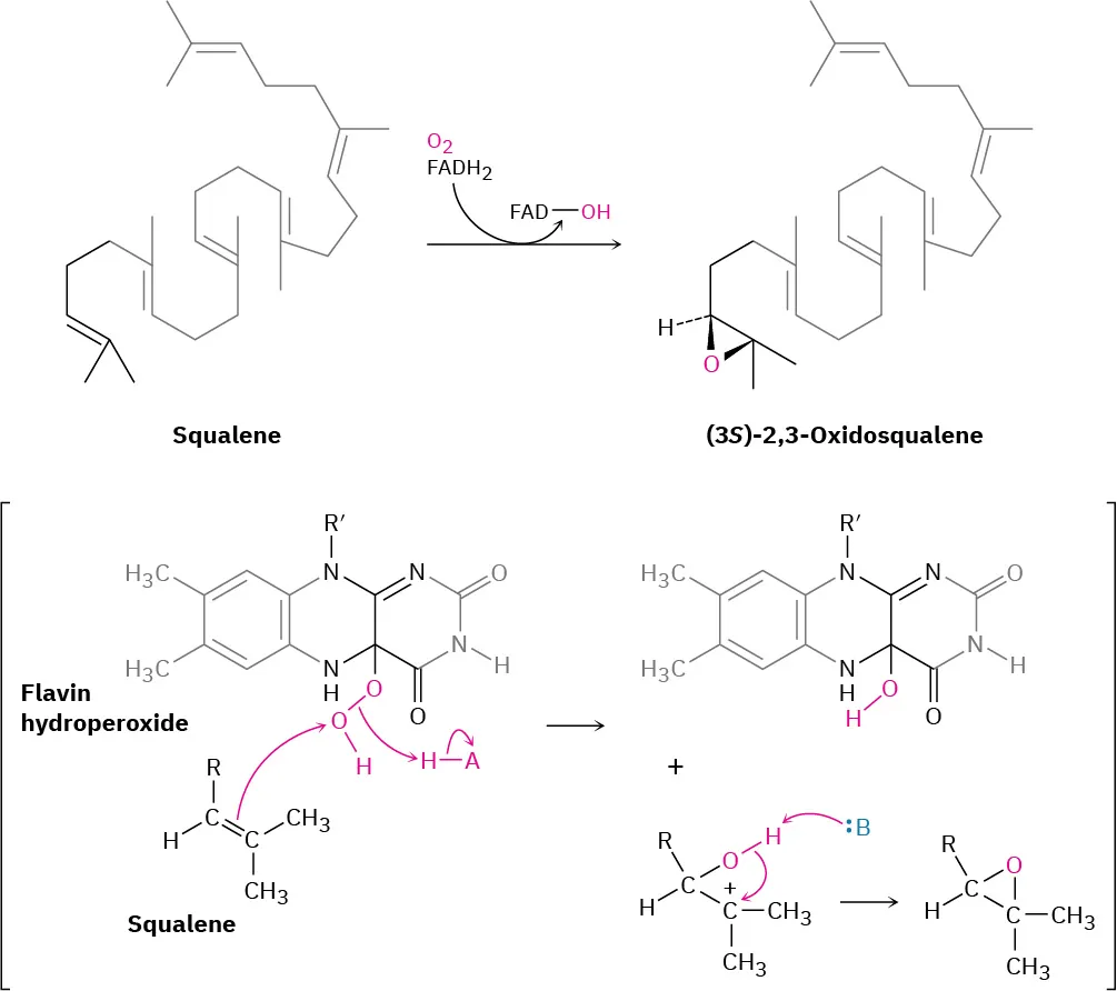Squalene undergoes expoxidation to form (3 S)-2,3-oxidosqualene via flavin adenine dinucleotide hydroperoxide, generated from flavin adenine dinucleotide dihydrogen and molecular oxygen.