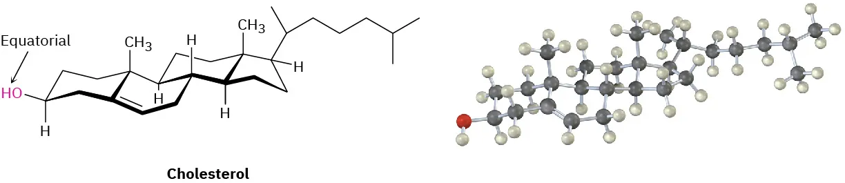 The structure and ball-and-stick model of cholesterol. An arrow points towards the alcohol at an equatorial position in the structure.