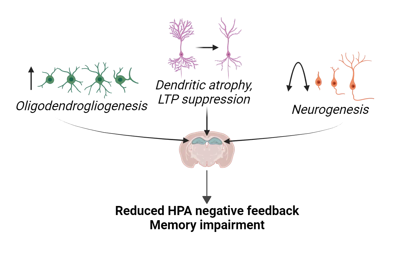 Diagram of mouse coronal brain section with hippocampus highlighted on the dorsal side, just underneath the cortex. Cartoons representing increased oligodendrogliogenesis, dendritic atrophy; LTP suppression, and neurogenesis (inverted U) all point to the brain slice. Text coming from the brain slice states “Reduced HPA axis negative feedback and Memory impairment.”