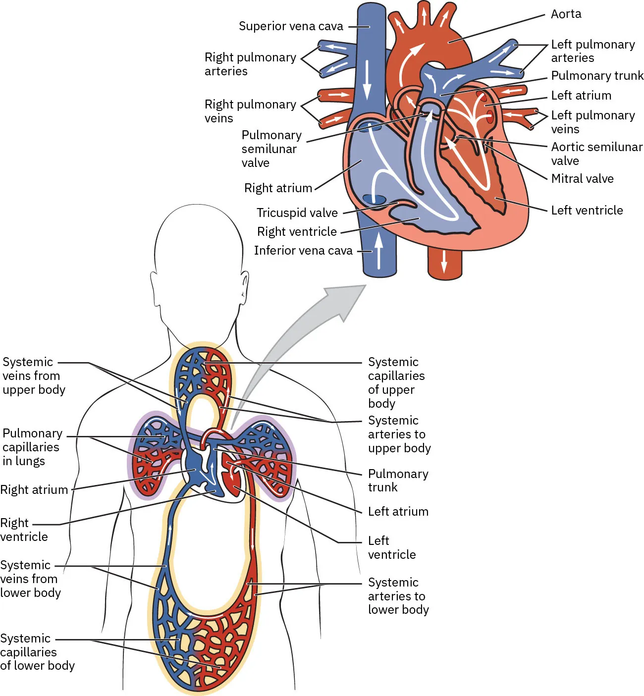 A diagram showing the different parts of the heart’s chambers.