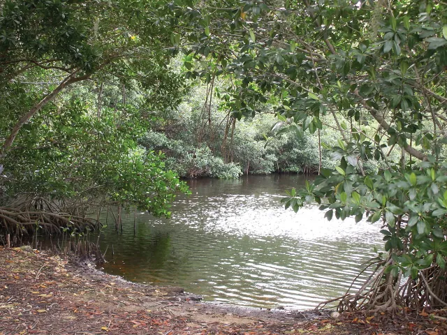 Shown are mangrove trees shading a pool of water. They form a low canopy with elliptical leaves. Their roots are partially above ground and look rather gnarly.