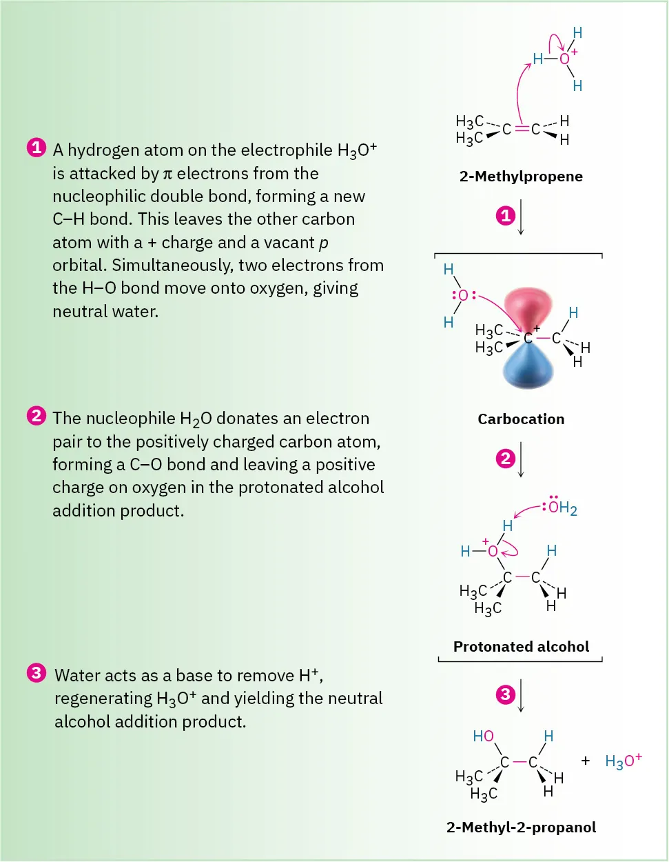 A 3-step reaction mechanism shows 2-methylpropene reacting with hydronium ion to form 2-methyl-2-propanol.
