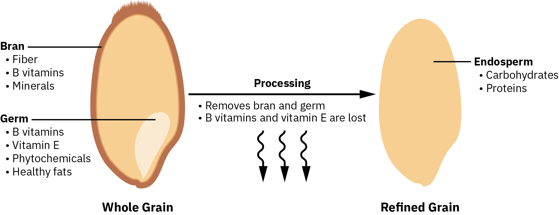 A whole grain consists of bran, endosperm, and germ. The bran surrounds the endosperm and the endosperm surrounds the germ. Fiber, B vitamins, and minerals are found in bran; B vitamins, vitamin E, phytochemicals, and healthy fats are found in the germ. Processing removes the bran and germ, and B vitamins and vitamin E are lost. The refined grain is what's left. It consists of only the endosperm and contains carbohydrates and proteins.