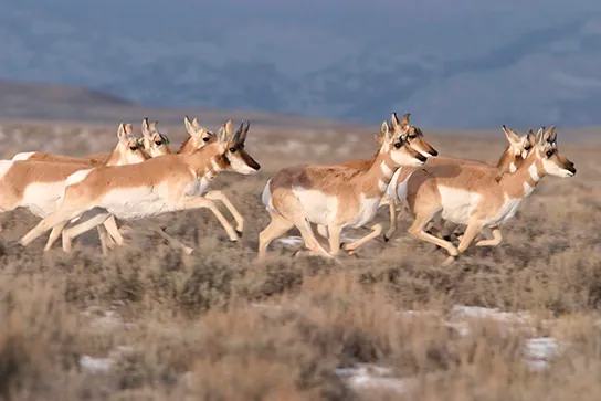 Photo (b) shows pronghorn antelope running on a plain.
