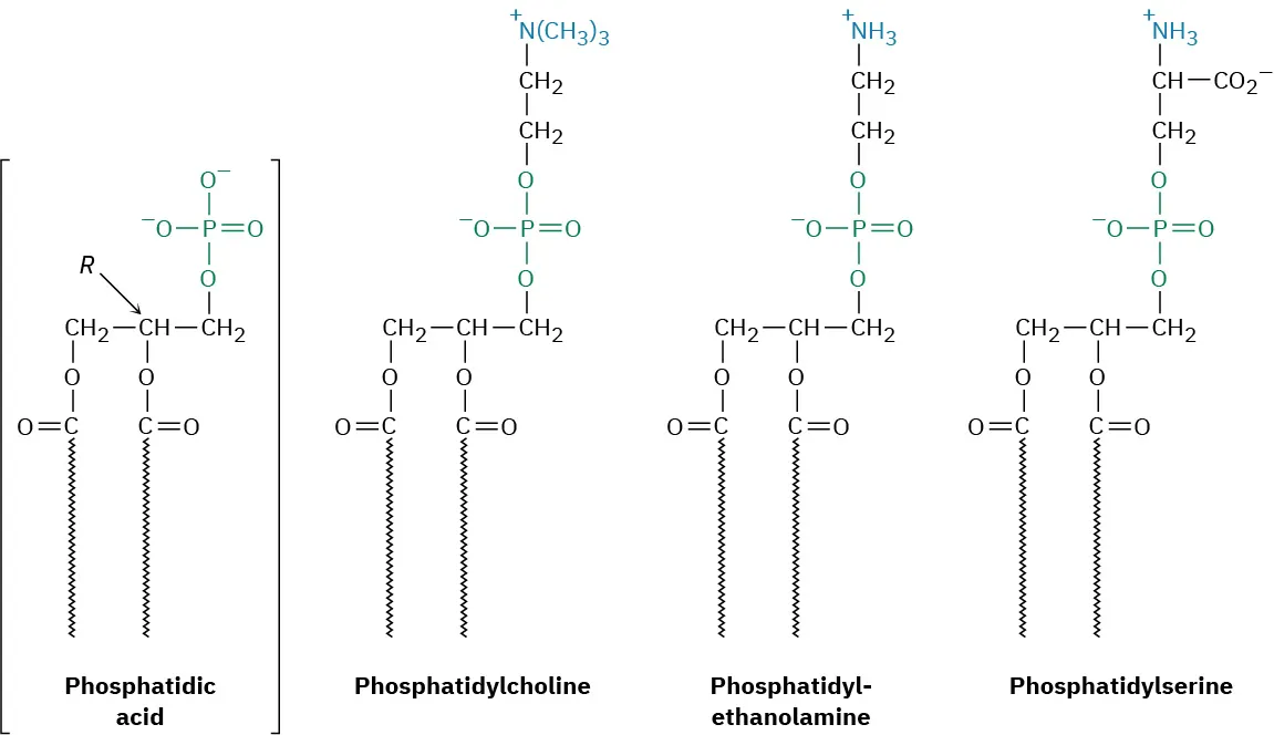 Four structures from left to right are phosphatidic acid enclosed in square parentheses, phosphatidylcholine, phosphatidylethanolamine, and phosphatidylserine.