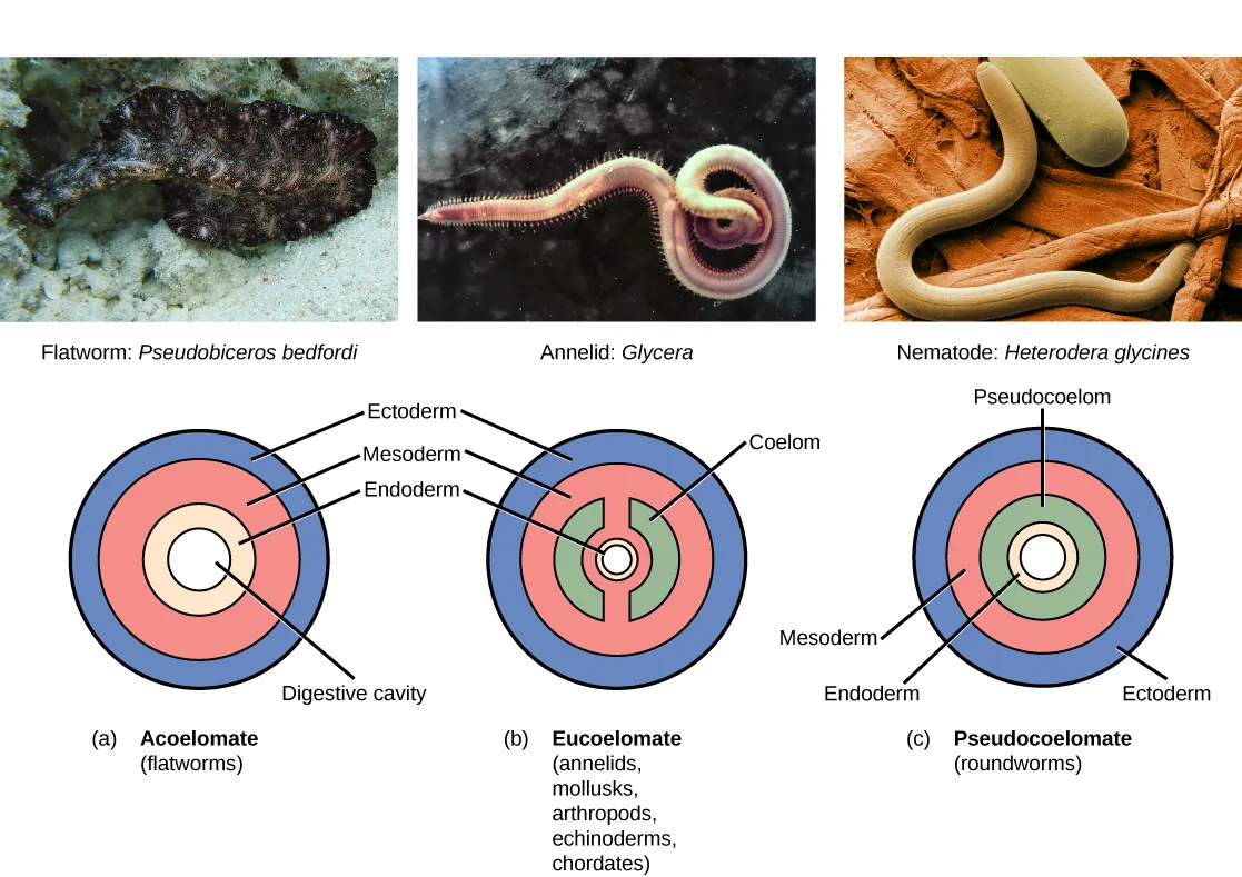 Part a shows the body plan of acoelomates, including flatworms. Acoelomates have a central digestive cavity. Outside this digestive cavity are three tissue layers: an inner endoderm, a central mesoderm, and an outer ectoderm. The photo shows a swimming flatworm, which has the appearance of a frilly black and pink ribbon. Part b shows the body plan of eucoelomates, which include annelids, mollusks, arthropods, echinoderms, and chordates. Eucoelomates have the same tissue layers as acoelomates, but a cavity called a coelom exists within the mesoderm. The coelom is divided into two symmetrical parts that are separated by two spokes of mesoderm. The photo shows a swimming annelid known as a bloodworm. The bloodworm has a tubular body that tapers at each end. Numerous appendages radiate from either side. Part c shows the body plan of pseudocoelomates, which include roundworms. Like the acoelomates and eucoelomates, the pseudocoelomates have an endoderm, a mesoderm, and an ectoderm. However, in pseudocoelomates, a pseudocoelum separates the endoderm from the mesoderm. The photo shows a roundworm, or nematode, which has a tubular body.