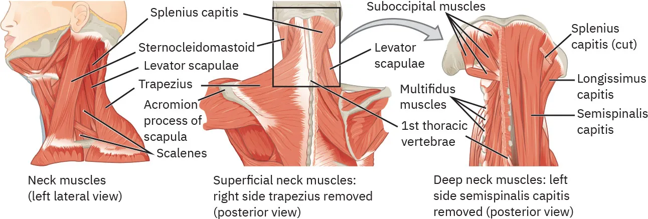 A diagram of the neck muscles from the left lateral and posterior views.