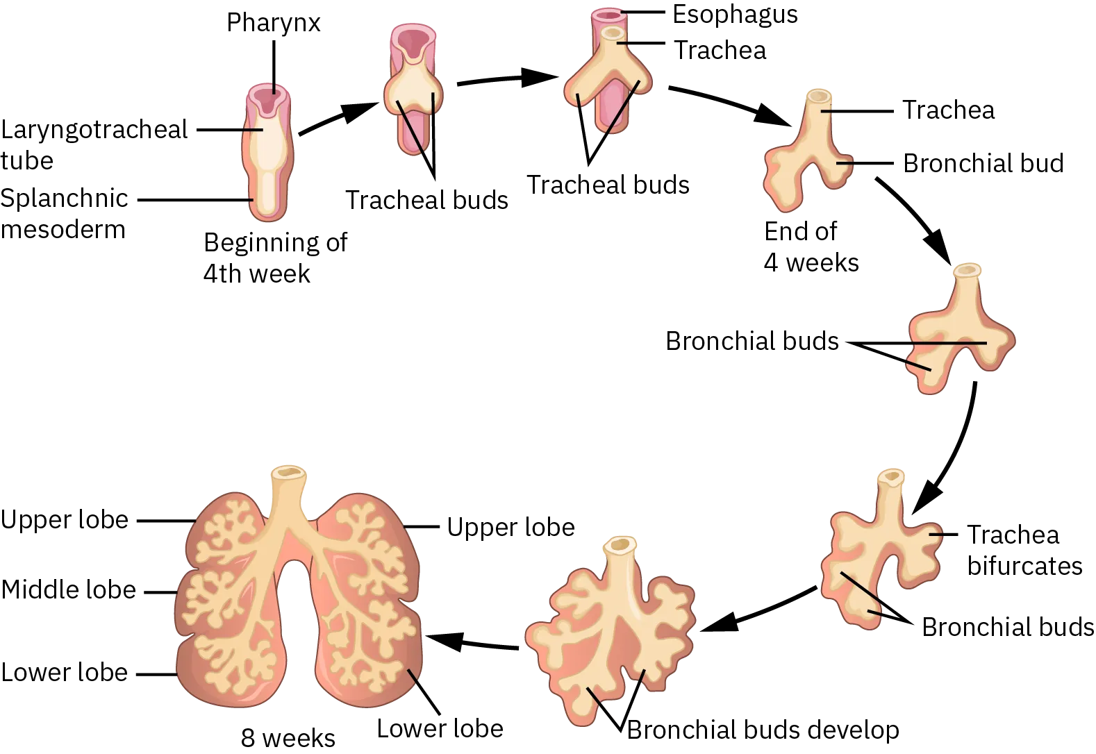 A diagram of the stages of fetal lung development. At the beginning of the fourth week, there is a pharynx, laryngotracheal tube, and the splanchnic mesoderm. These form into the esophagus, trachea, and tracheal buds. By the end of the fourth week, the trachea and bronchial buds have formed. Next, the trachea bifurcates into more defined bronchial buds. As development continues, more bronchial buds appear. By the eighth week, the right lung has developed into defined upper, middle, and lower lobes, while the left lung has defined upper and lower lobes. There are defined bronchial buds in each of these lobes.