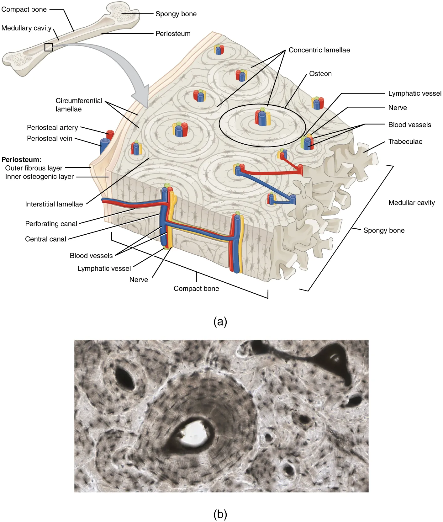 A generic long bone is shown at the top of this illustration. The bone is split in half lengthwise to show its internal anatomy. The outer gray covering of the bone is labeled the periosteum. Within the periosteum is a thin layer of compact bone. The compact bone surrounds a central cavity called the medullary cavity. The medullary cavity is filled with spongy bone at the two epiphyses. A callout box shows that the main image is zooming in on the compact bone on the left side of the bone. On the main image, the periosteum is being peeled back to show its two layers. The outer layer of the periosteum is the outer fibrous layer. This layer has a periosteal artery and a periosteal vein running along its outside edge. The inner layer of the periosteum is labeled the inner osteogenic layer. The compact bone lies to the right of the periosteum and occupies the majority of the main image. Two flat layers of compact bone line the inner surface of the ostegenic periosteum. These sheets of compact bone are called the circumferential lamellae. The majority of the compact bone has lamellae running perpendicular to that of the circumferential lamellae. These concentric lamellae are arranged in a series of concentric tubes. There are small cavities between the layers of concentric lamellae called lacunae. The centermost concentric lamella surrounds a hollow central canal. A blue vein, a red artery, a yellow nerve and a green lymph vessel run vertically through the central canal. A set of concentric lamellae, its associated lacunae and the vessels and nerves of the central canal are collectively called an osteon. The front edge of the diagram shows a longitudinal cross section of one of the osteons. The vessels and nerve are visible running through the center of the osteon throughout its length. In addition, blood vessels can run from the periosteum through the sides of the osteons and connect with the vessels of the central canal. The blood vessels travel through the sides of the osteons via a perforating canal. The open areas between neighboring osteons are also filled with compact bone. This “filler” bone is referred to as the interstitial lamellae. At the far right of the compact bone, the edge of the spongy bone is visible. The spongy bone is a series of crisscrossing bony arches called trabeculae. There are many open spaces between the trabeculae, giving the spongy bone its sponge-like appearance.
