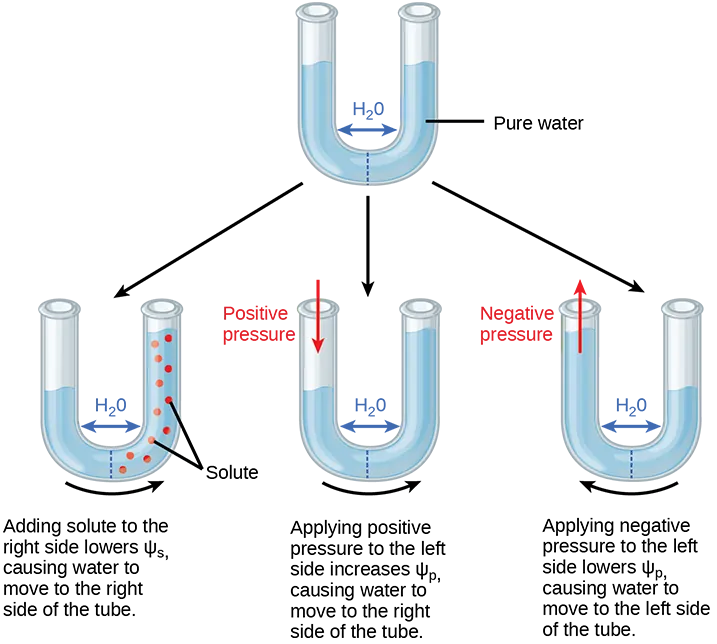 Illustration shows a U-shaped tube holding pure water. A semipermeable membrane, which allows water but not solutes to pass, separates the two sides of the tube. The water level on each side of the tube is the same. Beneath this tube are three more tubes, also divided by semipermeable membranes. In the first tube, solute has been added to the right side. Adding solute to the right side lowers p s i dash s, causing water to move to the right side of the tube. As a result, the water level is higher on the right side. The second tube has pure water on both sides of the membrane. Positive pressure is applied to the left side. Applying positive pressure to the left side causes p s i dash p to increase. As a results, water moves to the right so that the water level is higher on the right than on the left. The third tube also has pure water, but this time negative pressure is applied to the left side. Applying negative pressure lowers p s i dash p, causing water to move to the left side of the tube. As a result, the water level is higher on the left.