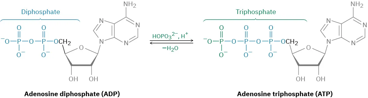 The reversible reaction of adenosine diphosphate with phosphate and hydrogen ions. The removal of water leads to the product named adenosine triphosphate. Diphosphate and triphosphate groups in structures are labeled.