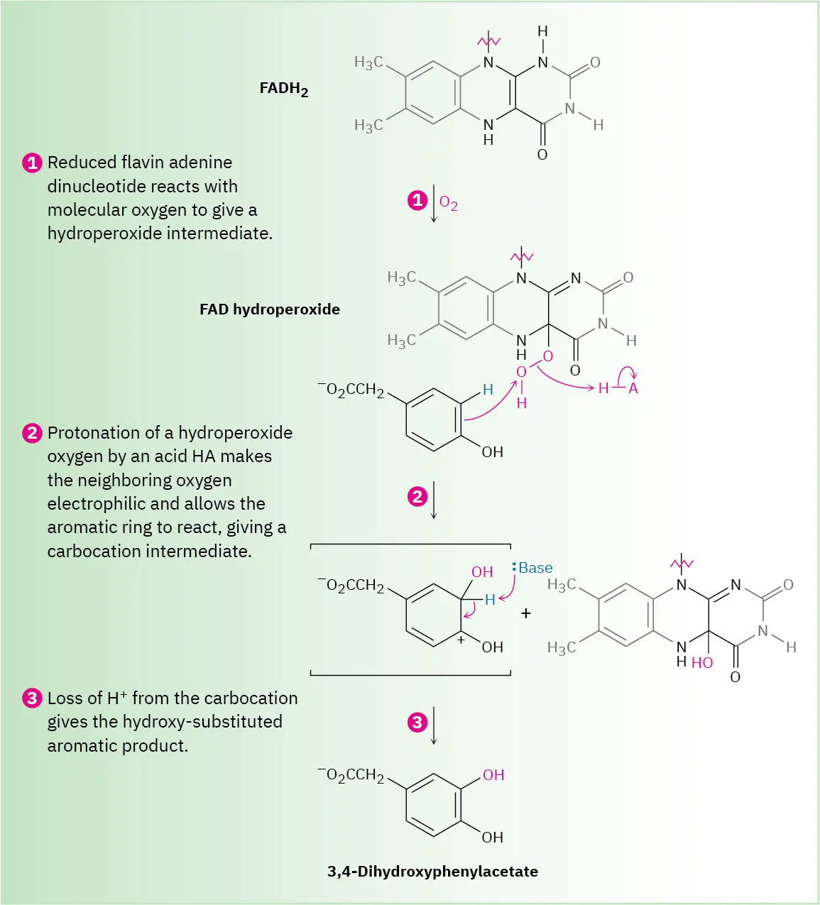 A three-step reaction shows F A D H 2 reacting with molecular oxygen to generate an intermediate which reacts with para-hydroxyphenylacetate to form 3,4-dihydroxyphenylacetate.