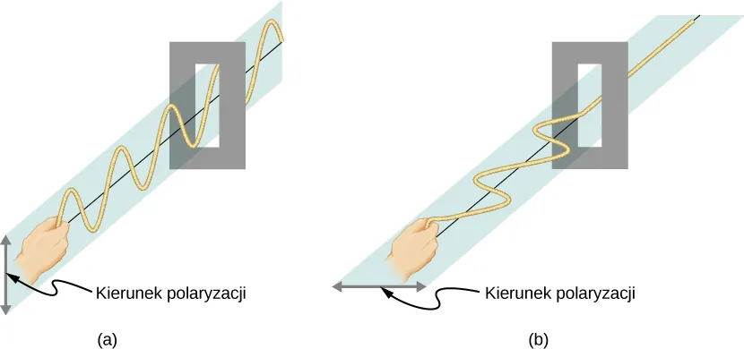 Figura przedstawia fale wytwarzane w linie poprzez wprawienie jej w ruch oscylacyjny. Na rysunku a, oscylacje liny wprawionej w ruch w płaszczyźnie pionowej przechodzą bez przeszkód przez pionową szczelinę. Można ją uznać za falę o polaryzacji pionowej. Na rysunku b, lina jest wprawiana w oscylacje poziome, które nie przechodzą przez pionową szczelinę. Można ją uznać za falę o polaryzacji poziomej.