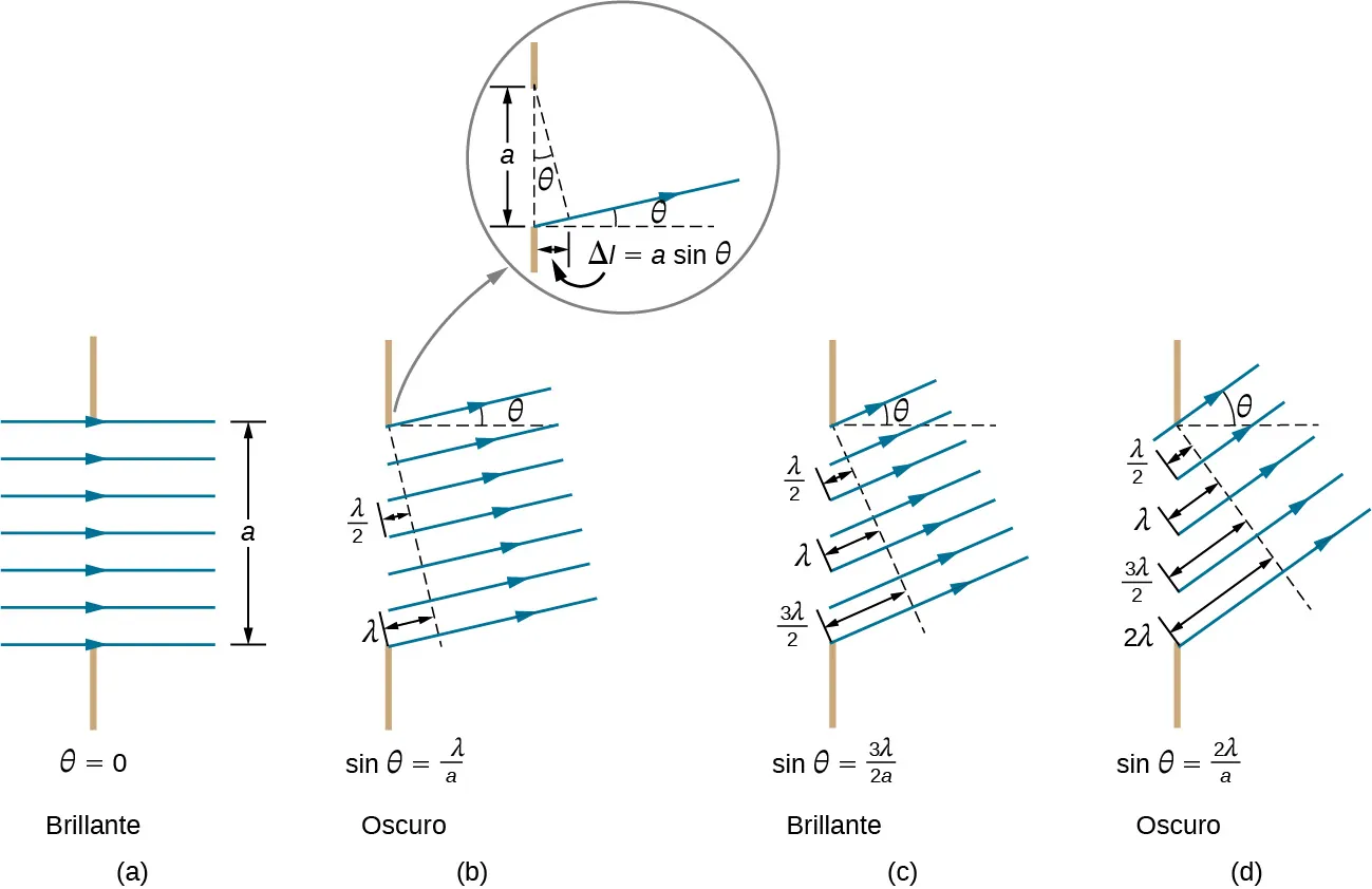 La figura a muestra rayos horizontales que pasan de izquierda a derecha a través de una rendija vertical de longitud a. Esto es marcado como theta igual a cero y brillante. La figura b muestra los rayos que pasan por la rendija con un ángulo theta respecto a la horizontal. Esto es marcado como seno de theta igual a lambda dividida entre a y oscuro. Una línea punteada perpendicular a los rayos toca la parte superior de la rendija. Su distancia perpendicular al fondo de la rendija es lambda y la del centro de la rendija es lambda dividida entre 2. Una vista separada muestra que la línea punteada forma un ángulo theta con la vertical. Intersecta el rayo que parte del fondo de la rendija en un punto determinado. La distancia horizontal de este punto a la rendija es delta l igual a un seno de theta. La figura c muestra los rayos que pasan por la rendija con un ángulo theta respecto a la horizontal. Esto es marcado como seno de theta igual a 3 lambda dividido entre 2 a y brillante. Una línea punteada perpendicular a los rayos toca la parte superior de la rendija. Su distancia perpendicular al fondo de la rendija es de 3 lambda dividido entre 2. La figura d muestra los rayos que pasan por la rendija con un ángulo theta respecto a la horizontal. Esto es marcado como seno de theta igual a 2 lambda dividido entre a y oscuro. Una línea punteada perpendicular a los rayos toca la parte superior de la rendija. Su distancia perpendicular con respecto a la parte inferior de la rendija es de 2 lambda.
