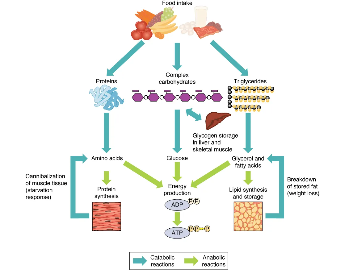 This flowchart shows the various reactions converting food to energy and the breakdown of fat and muscle to produce energy. Catabolic reactions occur in the breakdown of food, proteins, carbohydrates, and triglycerides into amino acids, glycogen and glucose, and glycerol and fatty acids. Catabolic reactions are also involved in cannibalization of muscle tissue to amino acids in a starvation response, and the breakdown of stored fat to glycerol and fatty acids. Anabolic reactions convert amino acids, glucose and glycerol and fatty acids to ADP. The conversion of ADP to ATP is also an anabolic reaction.