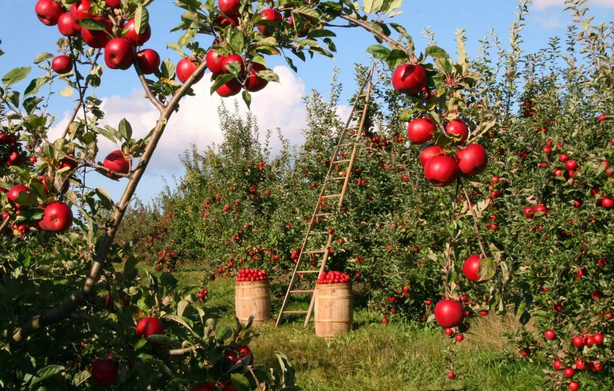 A bountiful apple orchard on a sunny day, showcasing trees laden with ripe red apples. A wooden ladder and two full barrels indicate a successful harvest, with lush green foliage under a blue sky.