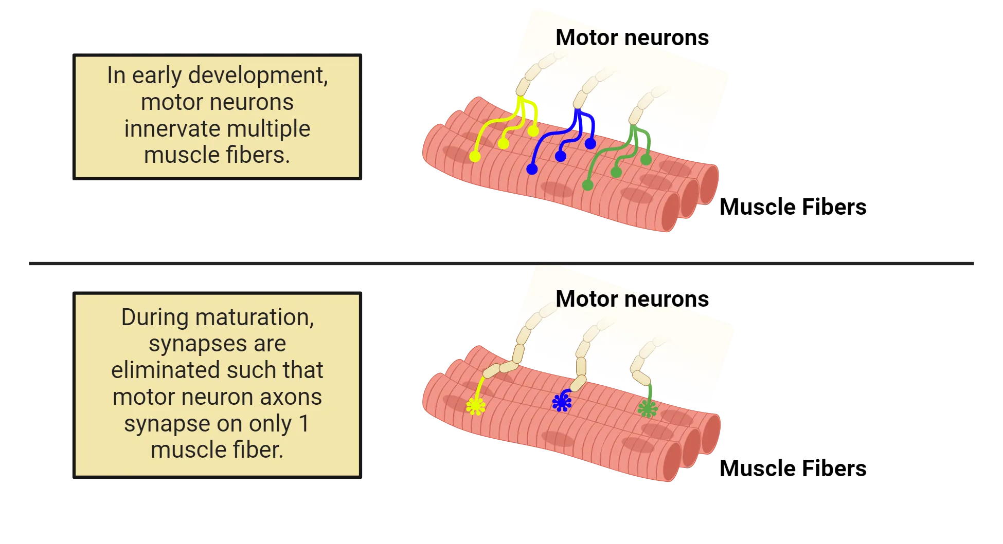 Diagram of 3 motor neuron axons contacting 3 muscle fibers in early development and later on. In early development, motor neurons innervate multiple muscle fibers. During maturation, synapses are eliminated such that motor neuron axons synapse on only 1 muscle fiber.