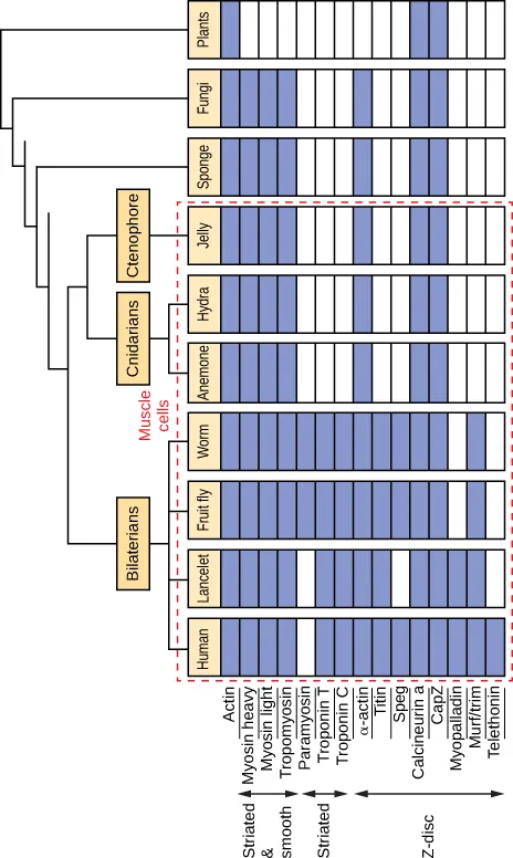 This phylogenetic tree shows humans, lancelets, fruit flies, and worms all sharing a node along the lineage named Bilaterians. The Bilaterians share a node with the Cnidarians and Ctenophores. The Cnidarians contain the anemones and hydras. The Ctenophore contains the Jellyfish. All previously mentioned groups are surrounded with a box, labelled Muscle cells. All of the previously mentioned groups share their next node back with sponges. All of these groups share their next node back with fungi. All of these groups share their next node back with plants. A series of muscle subcellular components are shown below the map, as well coloring showing which groups share each component. Humans possess actin, mysosin heavy, myosin light, tropomyosin, Troponin T, Troponin C, alpha actin, Titin, Speg, Calcineurin A, Cap Z, Myopalladin, Murf slash trim, Telethonin. Lancelets possess actin, mysosin heavy, myosin light, tropomyosin, Troponin T, Troponin C, alpha actin, Titin, Calcineurin A, Cap Z, Myopalladin, Murf slash trim. Fruit flies and worms both possess actin, mysosin heavy, myosin light, tropomyosin, paramyosin, Troponin T, Troponin C, alpha actin, Titin, Speg, Calcineurin A, Cap Z, Murf slash trim. Anemones, hydra, jelly, sponge and fungi all possess actin, mysosin heavy, myosin light, tropomyosin, alpha actin, Calcineurin A, Cap Z. Hydras possess. Plant possess mysosin heavy, Calcineurin A, Cap Z.
