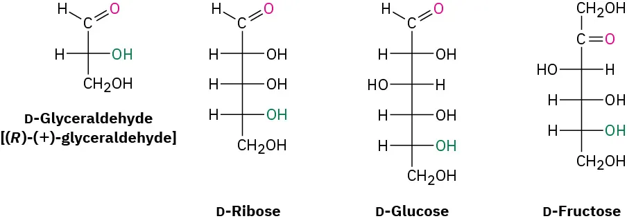 The structures of D-glyceraldehyde, D-ribose, D-glucose, and D-fructose. C H O is positioned on top of the first three structures. C H 2 O H is on top of D-fructose.
