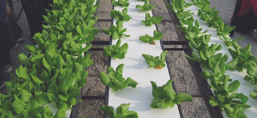 A photo of rows of vegetables growing in water in a greenhouse.