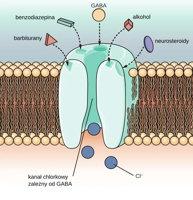 An illustration of a GABA-gated chloride channel in a cell membrane shows  receptor sites for barbiturate, benzodiazepine, GABA, alcohol, and neurosteroids, as well as three negatively-charged chloride ions passing through the channel. Each drug type has a specific shape, such as triangular, rectangular or square, which corresponds to a similarly shaped receptor spot.